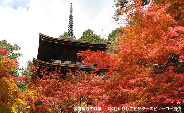 金剛輪寺の紅葉　（公社）びわこビジターズビューロー提供